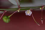 Muscarene Island leaf-flower